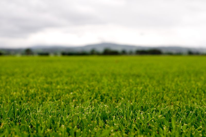 Grass Treatment in Honolulu, HI