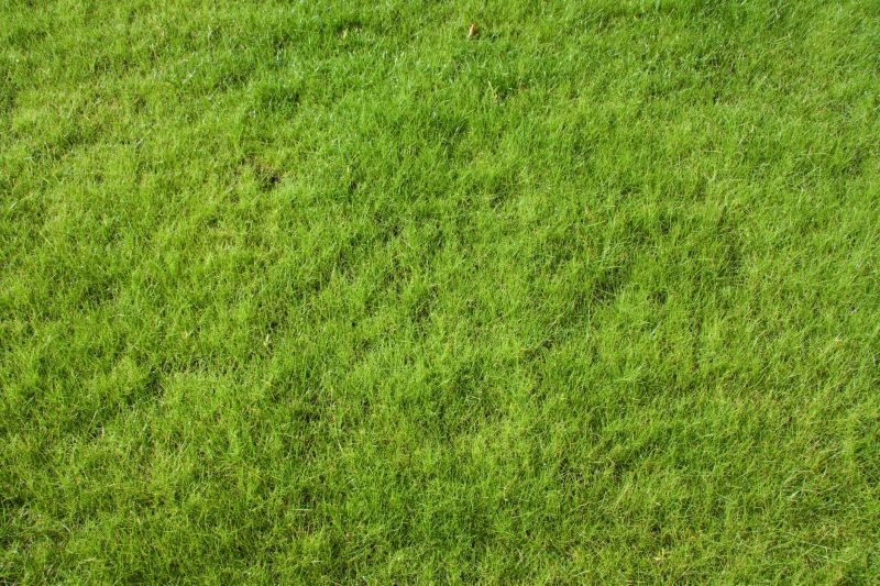 Lawn Reseeding Service in Honolulu, HI