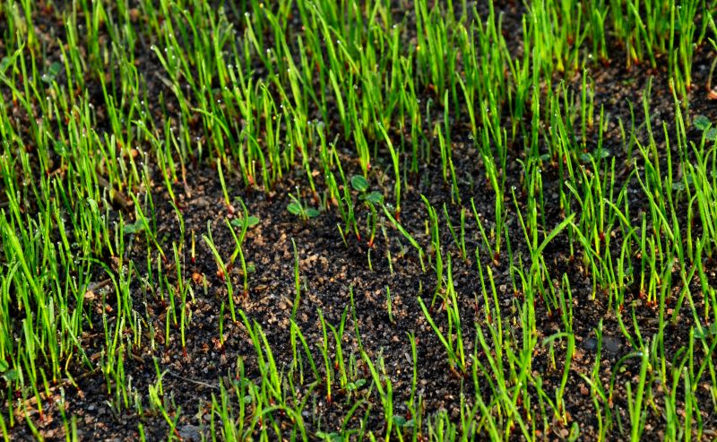 Lawn Seedings in Action