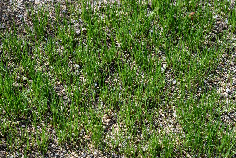 Spring Lawn Overseeding in Ventura County, CA