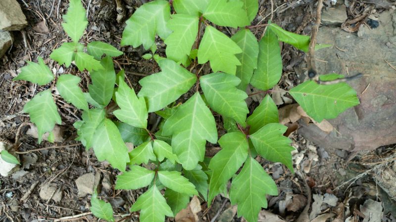 Poison Ivy Removal in Honolulu, HI