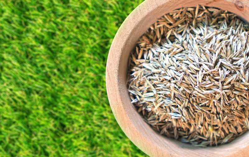 Top Rated Lawn Seeding Products